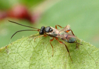 Cryptinae Ichneumon Wasp species; female