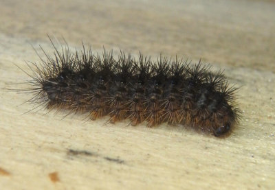 8175 - Apantesis virguncula; Little Virgin Tiger Moth caterpillar