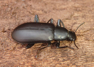 Alobates pensylvanicus; False Mealworm Beetle