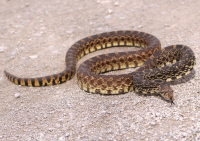 Bullsnake 