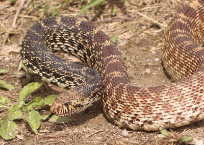 Bullsnake