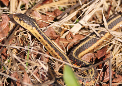 Common Garter Snake 