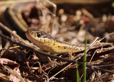Common Garter Snake 