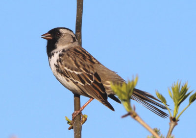 Harris's Sparrow; breeding