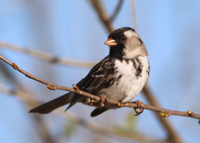 Harris's Sparrow; breeding