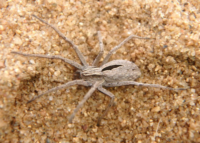 Thanatus formicinus; Running Crab Spider species