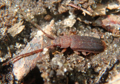 Uleiota dubia; Sylvanid Flat Bark Beetle species