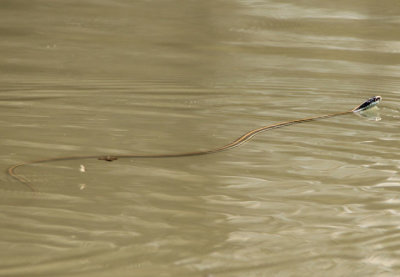 Western Ribbon Snake 