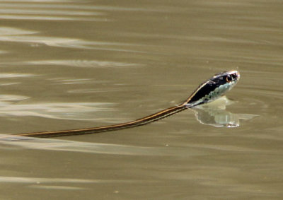 Western Ribbon Snake