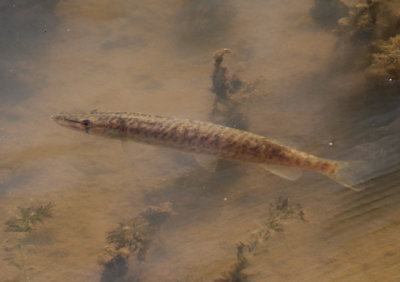 Young Northern Pike