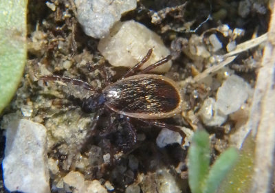 Ixodes scapularis; Black-legged Tick; male