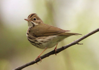 Ovenbird 