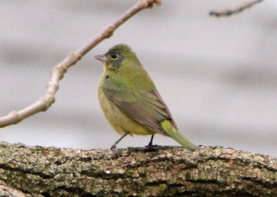 Painted Bunting; immature male 
