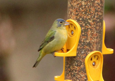 Painted Bunting; immature male 
