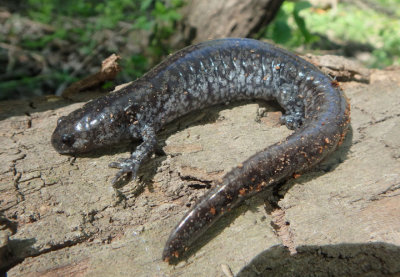 Smallmouth Salamander 