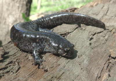 Smallmouth Salamander