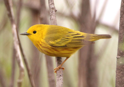 Yellow Warbler; male