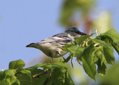 Cerulean Warbler; male 