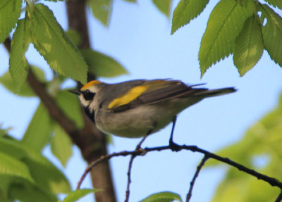 Golden-winged Warbler; male