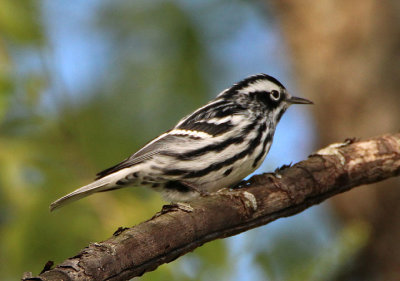 Black-and-White Warbler; male 