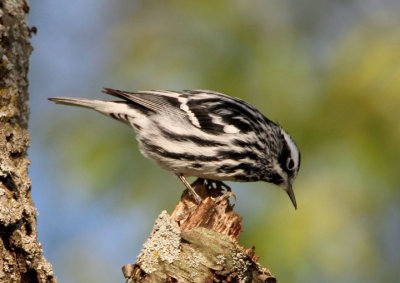 Black-and-White Warbler; male