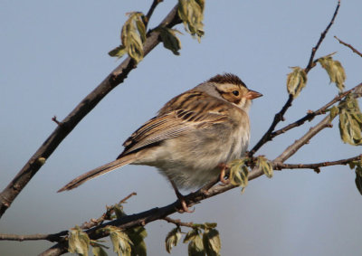 Clay-colored Sparrow 