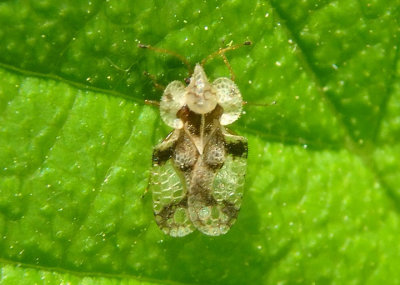 Corythucha Lace Bug species