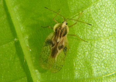 Gargaphia tiliae; Linden Lace Bug