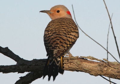 Northern Yellow-shafted Flicker; female