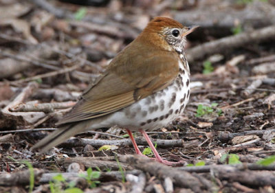 Wood Thrush 