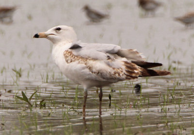 Ring-billed Gull; first year