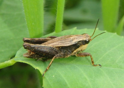 Tettigidea lateralis; Black-sided Pygmy Grasshopper; male