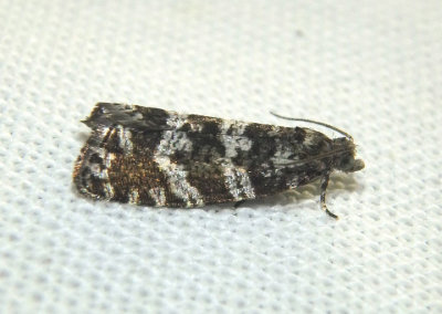 2745 - Taniva albolineana; Spruce Needleminer Moth