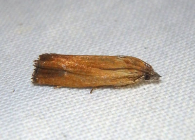 2913 - Phaneta umbrastriana; Tortricid Moth species