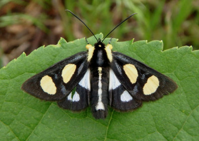 9314 - Alypia octomaculata; Eight-spotted Forester 