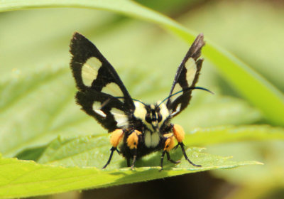 9314 - Alypia octomaculata; Eight-spotted Forester