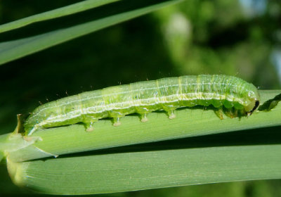 9454 - Loscopia velata; Veiled Ear Moth caterpillar