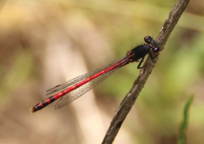 Amphiagrion intermediate; Red Damsel species; male