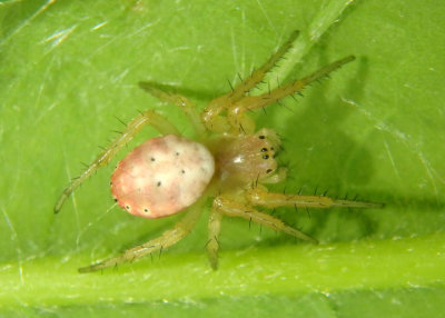 Araniella displicata; Six-spotted Orbweaver