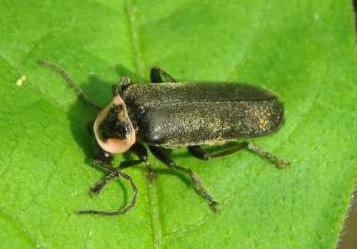 Atalantycha neglecta; Soldier Beetle species