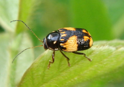 Bassareus mammifer; Case-bearing Leaf Beetle species