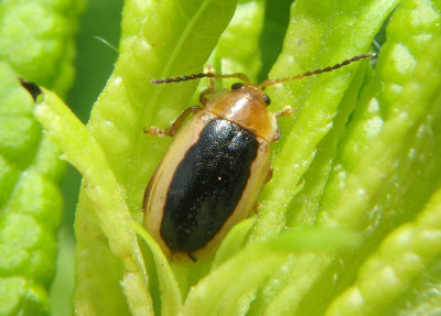 Capraita thyamoides; Flea Beetle species 