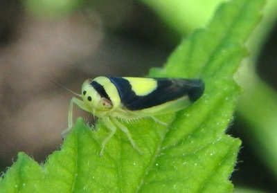 Colladonus clitellarius; Saddled Leafhopper