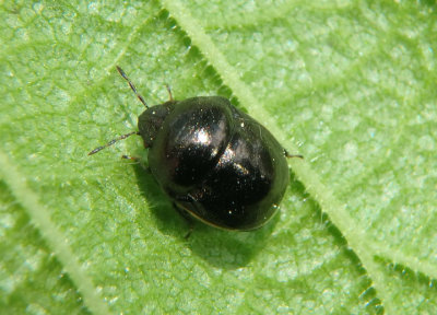 Corimelaena pulicaria; Ebony Bug