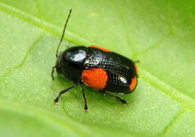 Cryptocephalus quadruplex; Case-bearing Leaf Beetle species