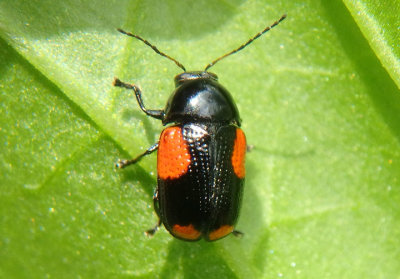 Cryptocephalus quadruplex; Case-bearing Leaf Beetle species 