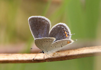 Cupido comyntas; Eastern Tailed-Blue; female