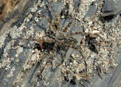 Dolomedes tenebrosus; Fishing Spider species