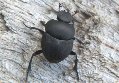 Melanocanthon Dung Beetle species