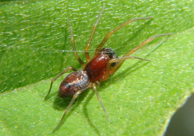 Emblyna sublata; Dictynidae Mesh Weaver species; male